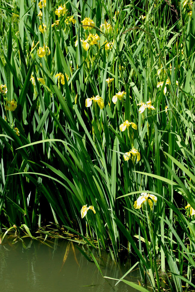 Water Flowers